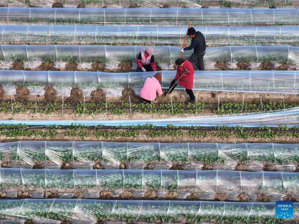 Farmers across China busy with field work on Minor Cold