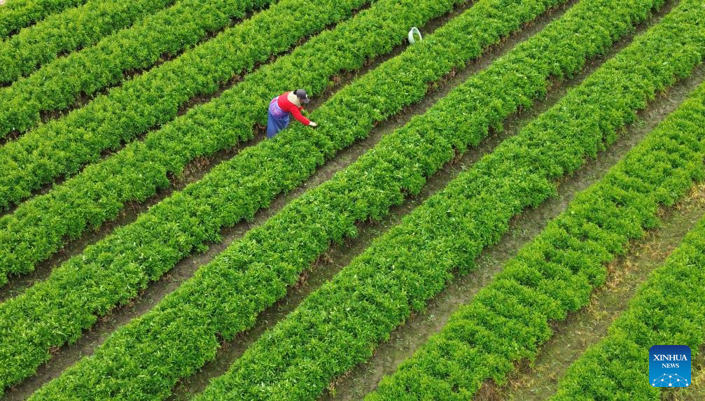 Farmers across China busy with field work on Minor Cold