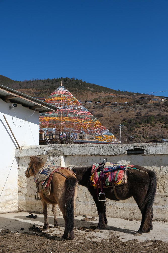 In pics: Winter scenery of Napahai in SW China's Yunnan