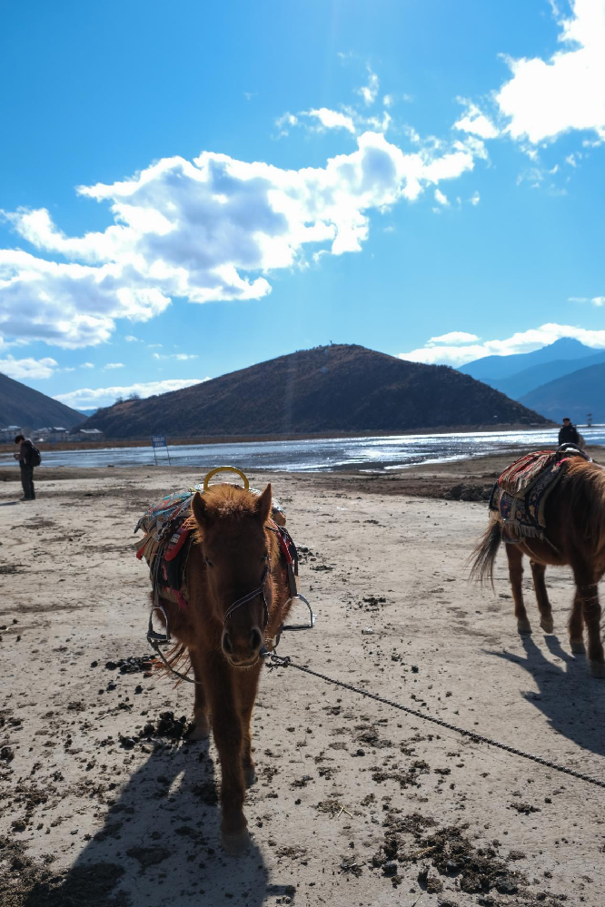 In pics: Winter scenery of Napahai in SW China's Yunnan
