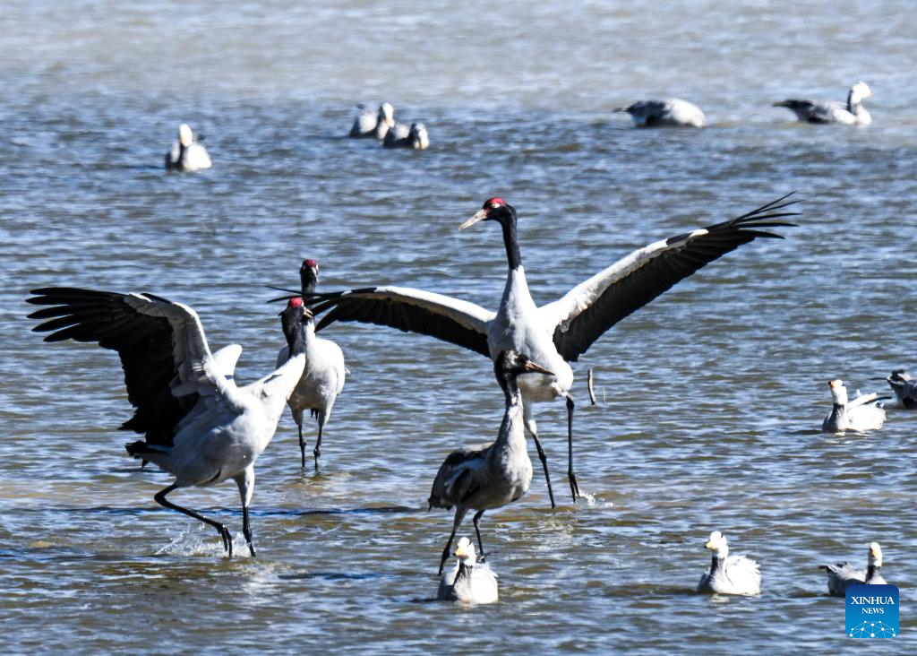 Black-necked cranes seen at Caohai National Nature Reserve in China's Guizhou