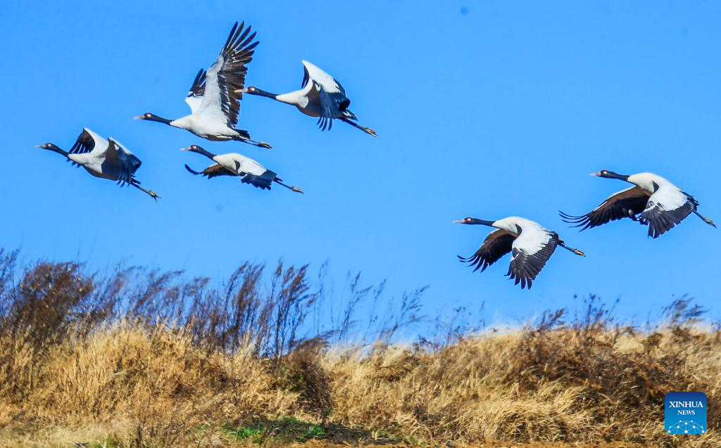 Black-necked cranes seen at Caohai National Nature Reserve in China's Guizhou