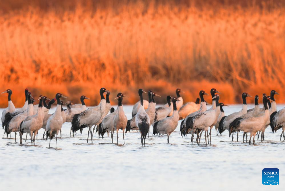 Black-necked cranes seen at Caohai National Nature Reserve in China's Guizhou