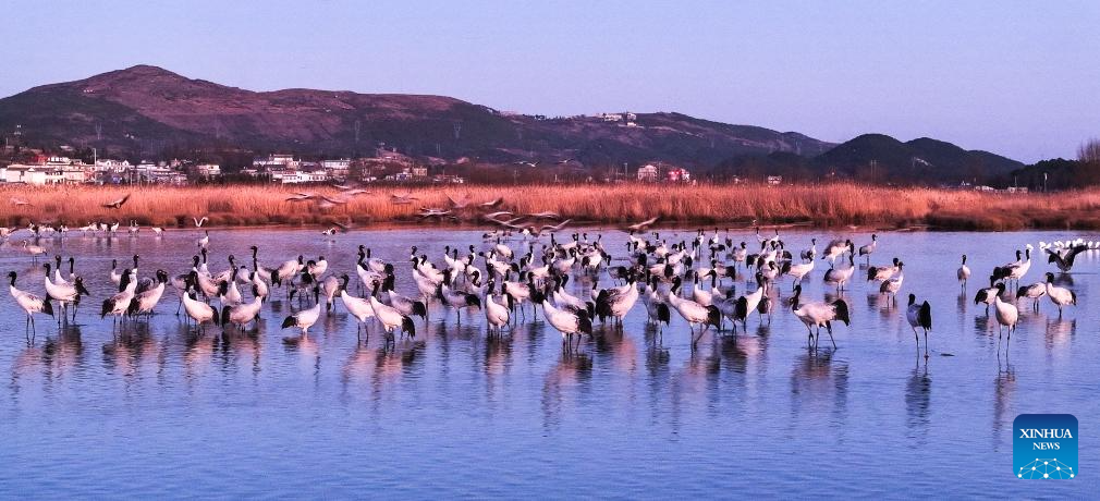 Black-necked cranes seen at Caohai National Nature Reserve in China's Guizhou
