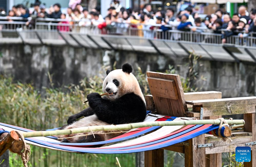 Giant pandas attract tourists at Chongqing Zoo