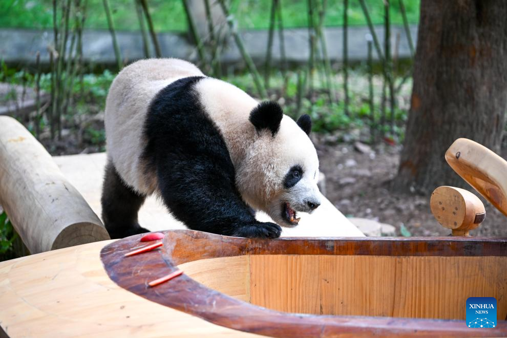Giant pandas attract tourists at Chongqing Zoo
