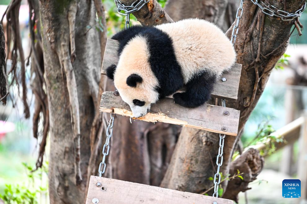 Giant pandas attract tourists at Chongqing Zoo