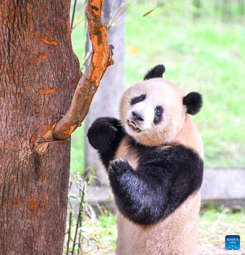 Giant pandas attract tourists at Chongqing Zoo