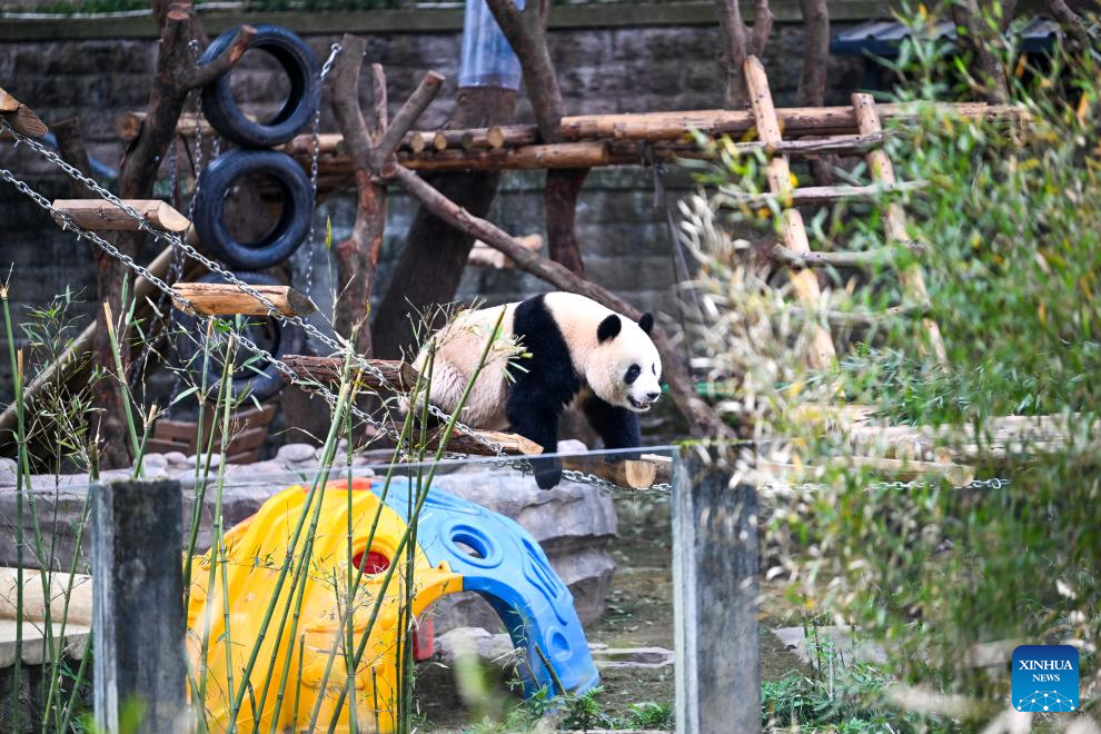 Giant pandas attract tourists at Chongqing Zoo