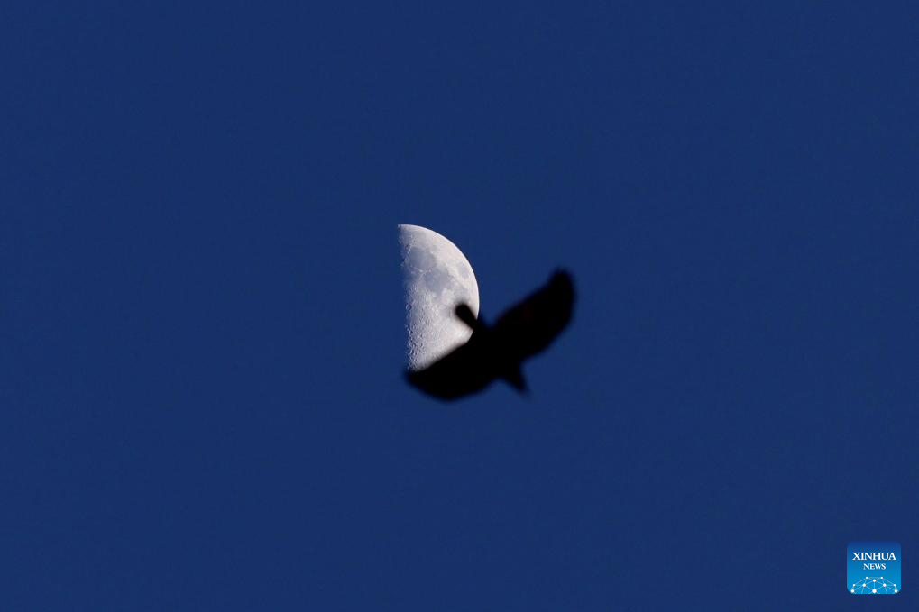In pics: largest first quarter moon of 2026