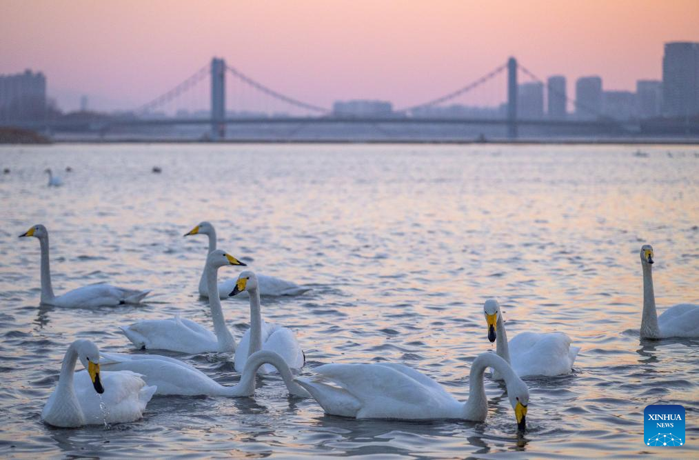 Flocks of swans migrate to Daling River in NE China's Liaoning since beginning of winter