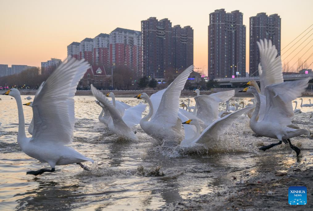 Flocks of swans migrate to Daling River in NE China's Liaoning since beginning of winter