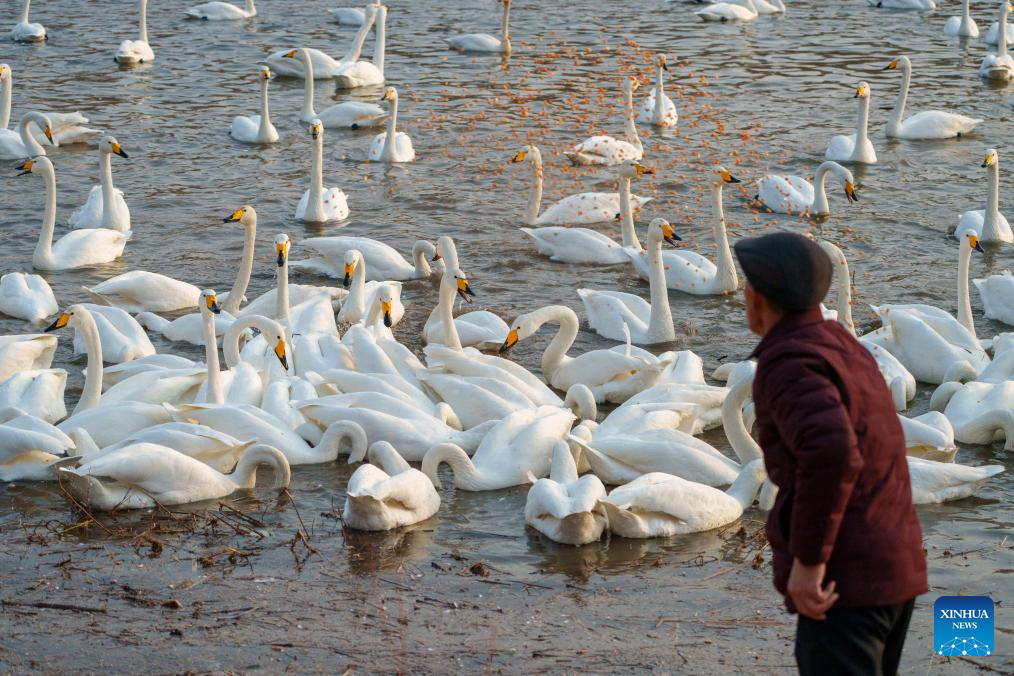 Flocks of swans migrate to Daling River in NE China's Liaoning since beginning of winter