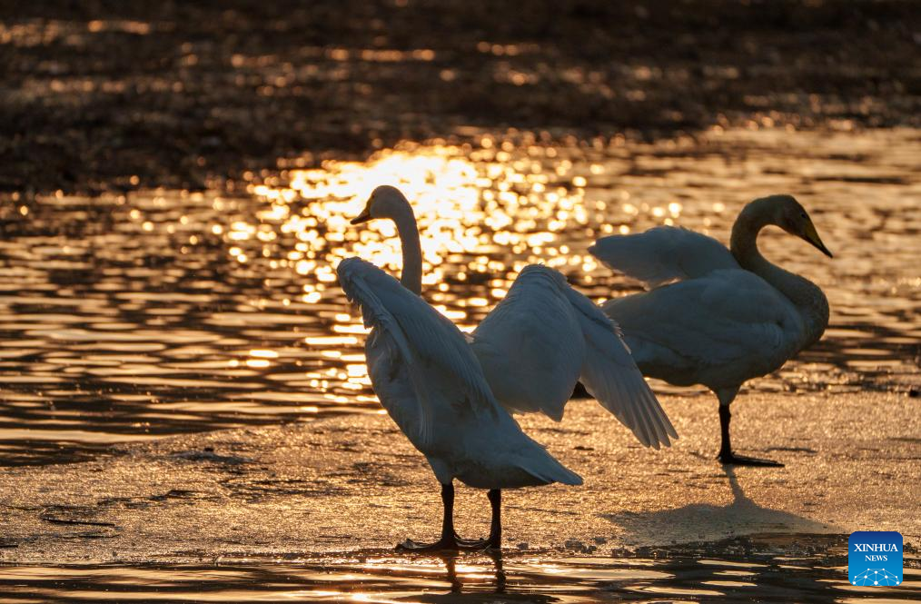 Flocks of swans migrate to Daling River in NE China's Liaoning since beginning of winter