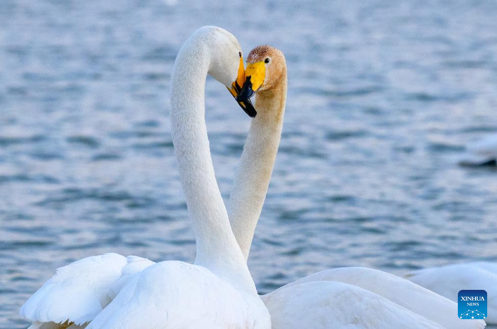 Flocks of swans migrate to Daling River in NE China's Liaoning since beginning of winter
