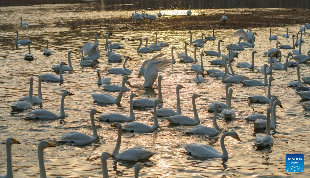 Flocks of swans migrate to Daling River in NE China's Liaoning since beginning of winter