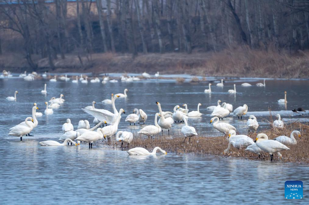 Flocks of swans migrate to Daling River in NE China's Liaoning since beginning of winter