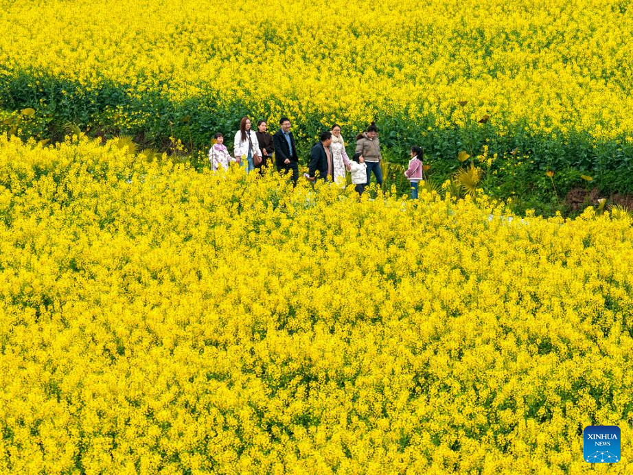 People visit rapeseed flower field in Xiucai Village, China's Chongqing