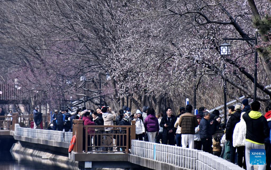 View of peach blossoms in Beijing