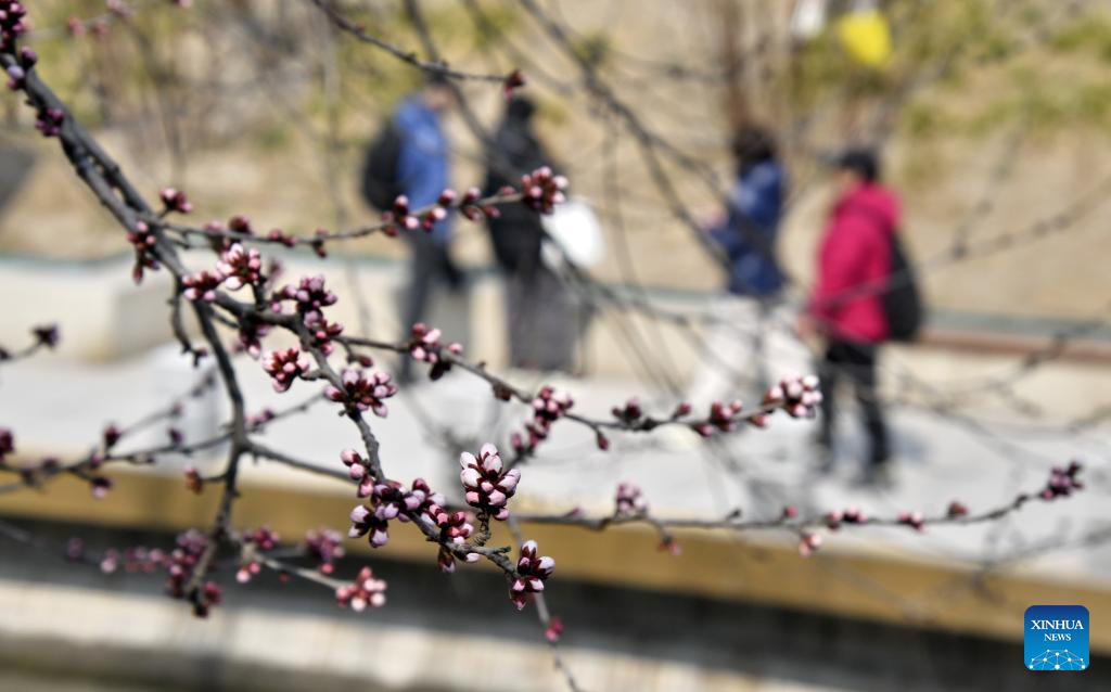 View of peach blossoms in Beijing