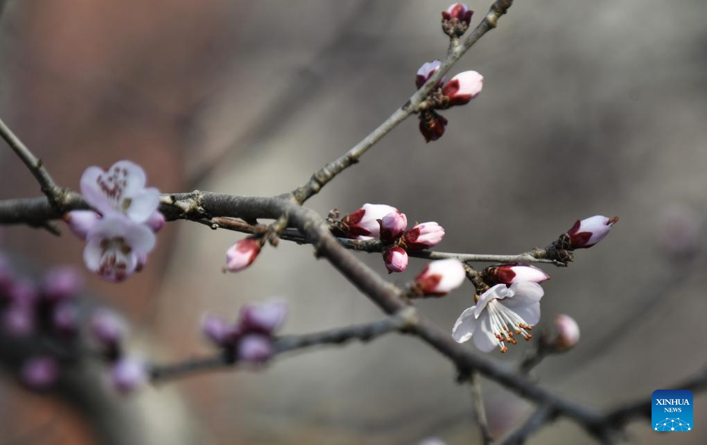 View of peach blossoms in Beijing