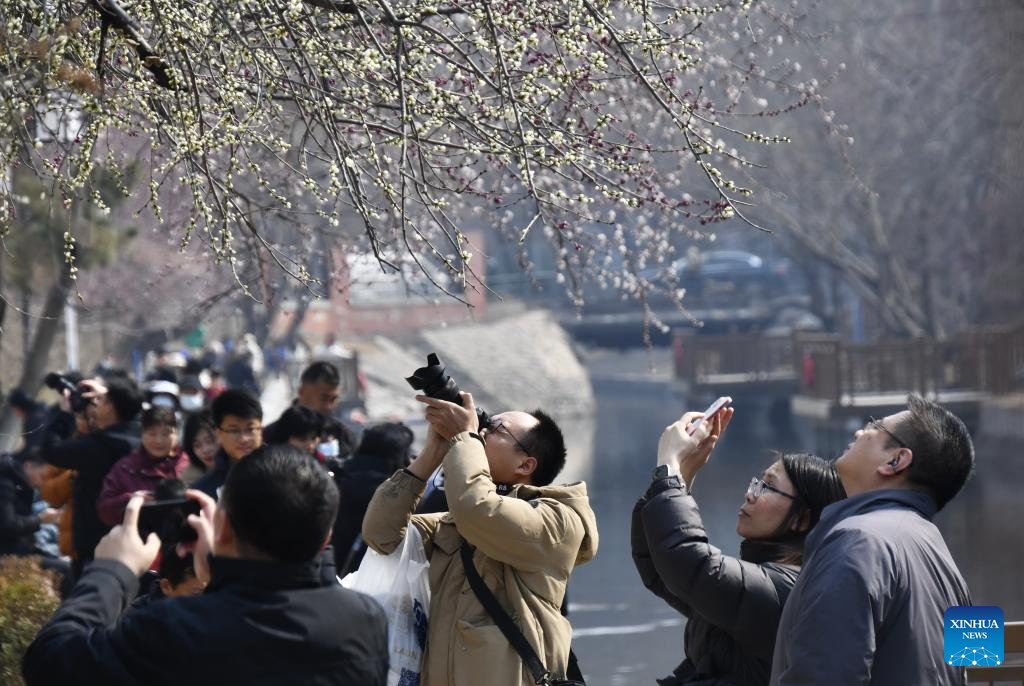 View of peach blossoms in Beijing
