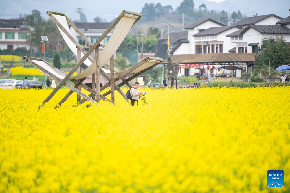 View of rapeseed flower fields in China's Chongqing