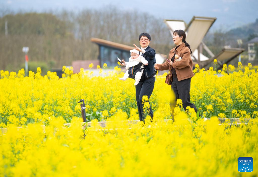 View of rapeseed flower fields in China's Chongqing