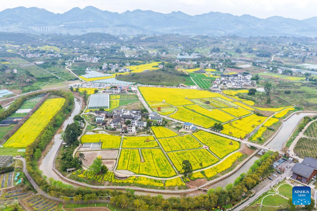 View of rapeseed flower fields in China's Chongqing
