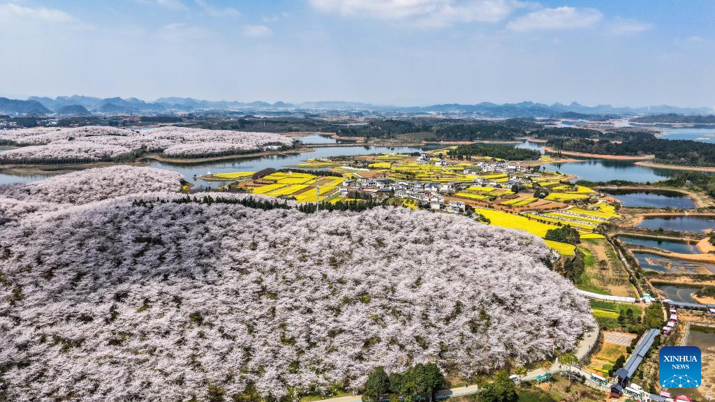 In pics: cherry blossoms in Gui'an New Area, China's Guizhou