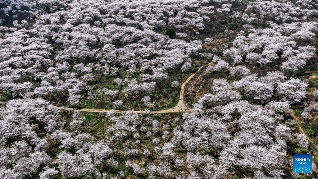 In pics: cherry blossoms in Gui'an New Area, China's Guizhou