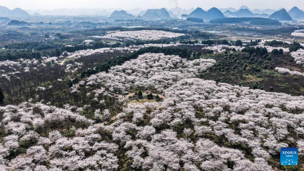 In pics: cherry blossoms in Gui'an New Area, China's Guizhou
