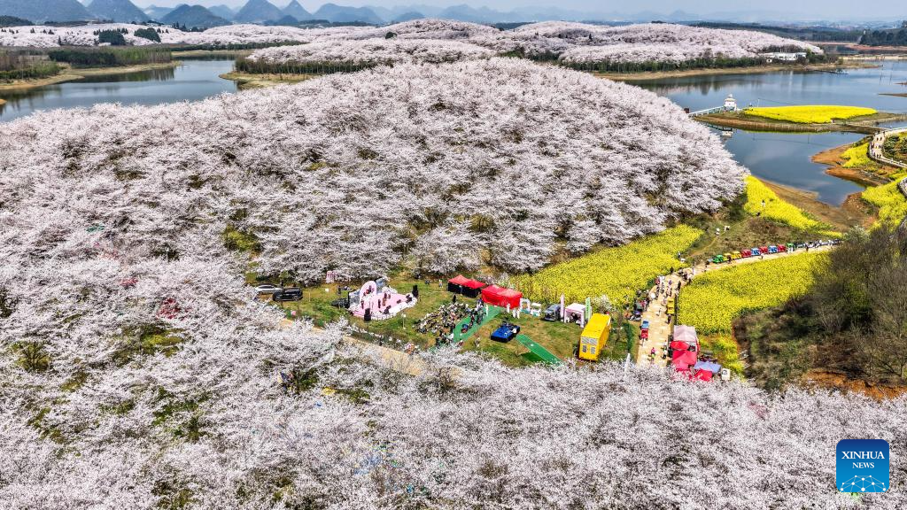 In pics: cherry blossoms in Gui'an New Area, China's Guizhou