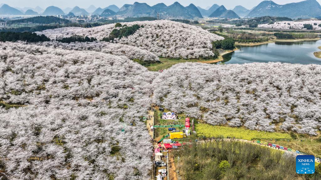 In pics: cherry blossoms in Gui'an New Area, China's Guizhou