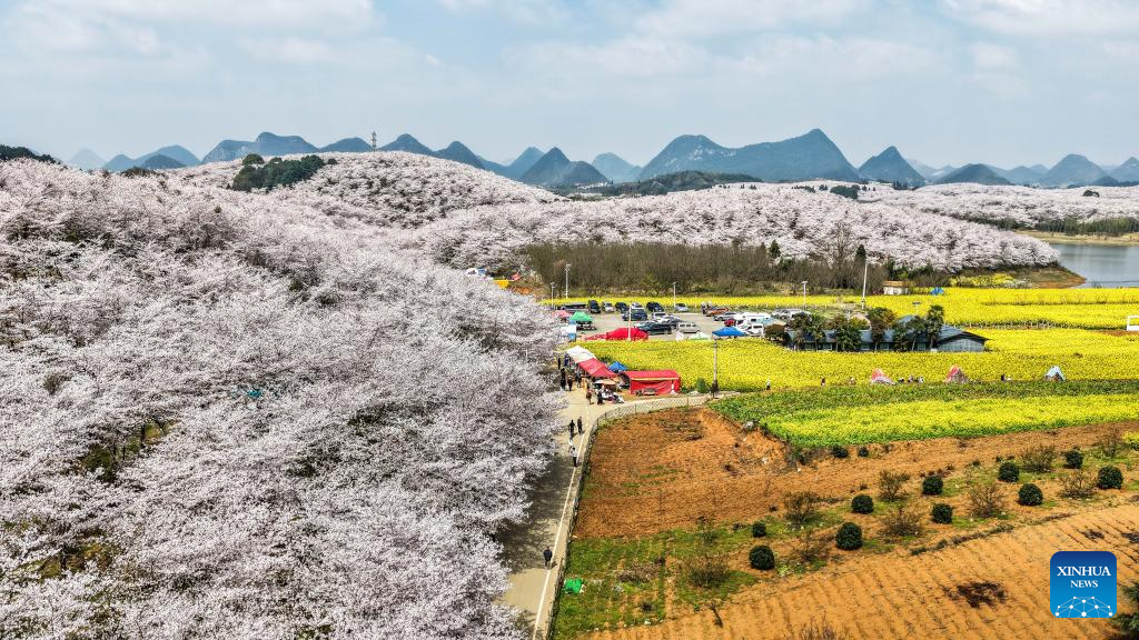 In pics: cherry blossoms in Gui'an New Area, China's Guizhou