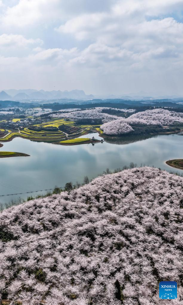 In pics: cherry blossoms in Gui'an New Area, China's Guizhou