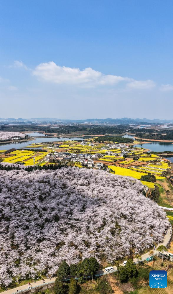 In pics: cherry blossoms in Gui'an New Area, China's Guizhou