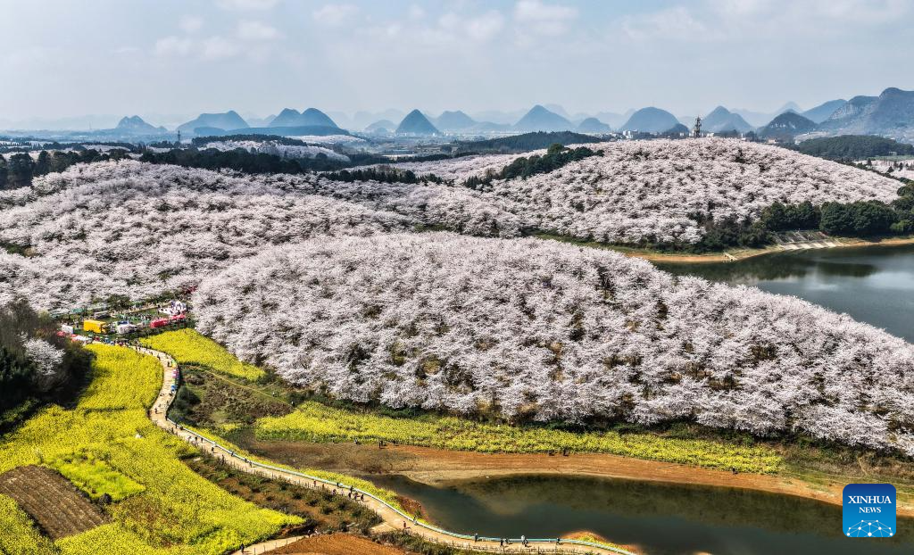 In pics: cherry blossoms in Gui'an New Area, China's Guizhou