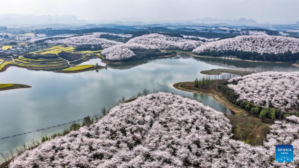 In pics: cherry blossoms in Gui'an New Area, China's Guizhou