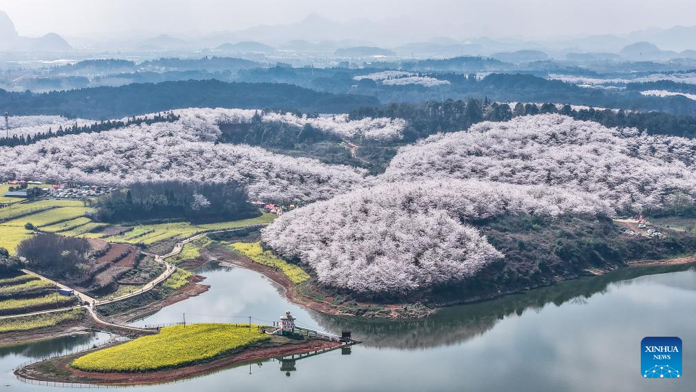 In pics: cherry blossoms in Gui'an New Area, China's Guizhou