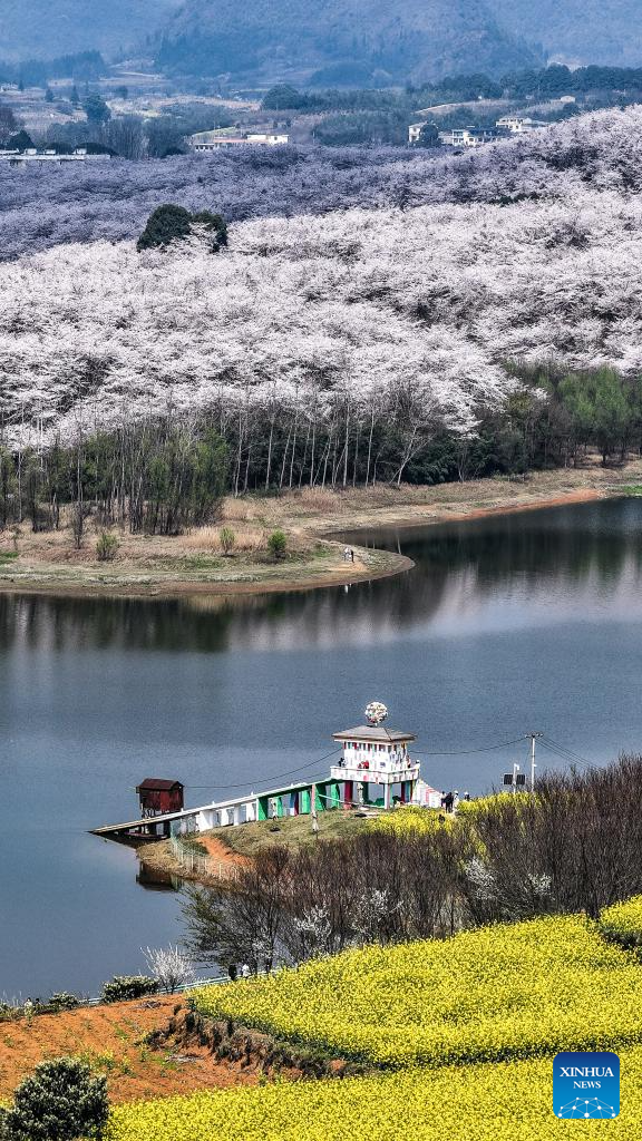 In pics: cherry blossoms in Gui'an New Area, China's Guizhou