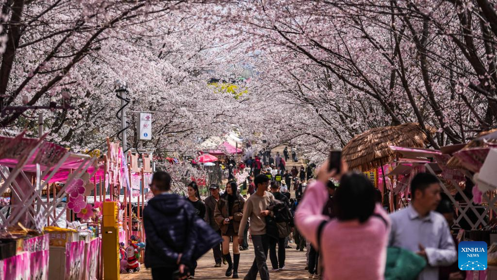 In pics: cherry blossoms in Gui'an New Area, China's Guizhou