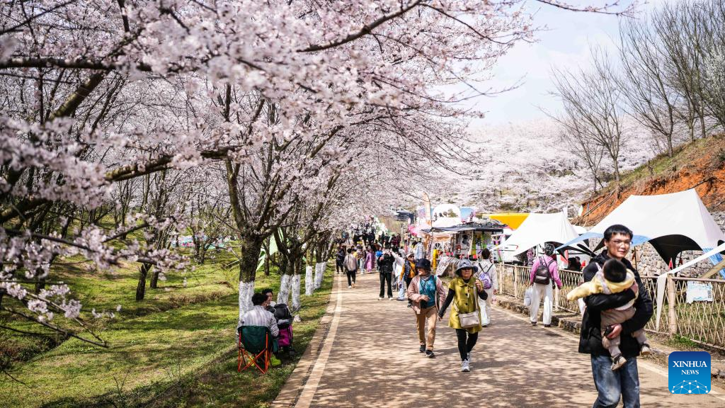 In pics: cherry blossoms in Gui'an New Area, China's Guizhou