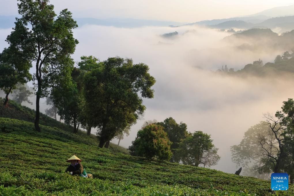 Farmers busy picking tea leaves in China