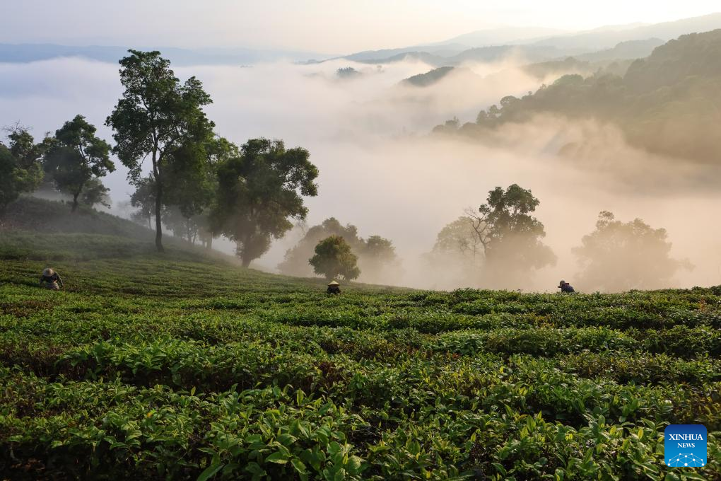 Farmers busy picking tea leaves in China