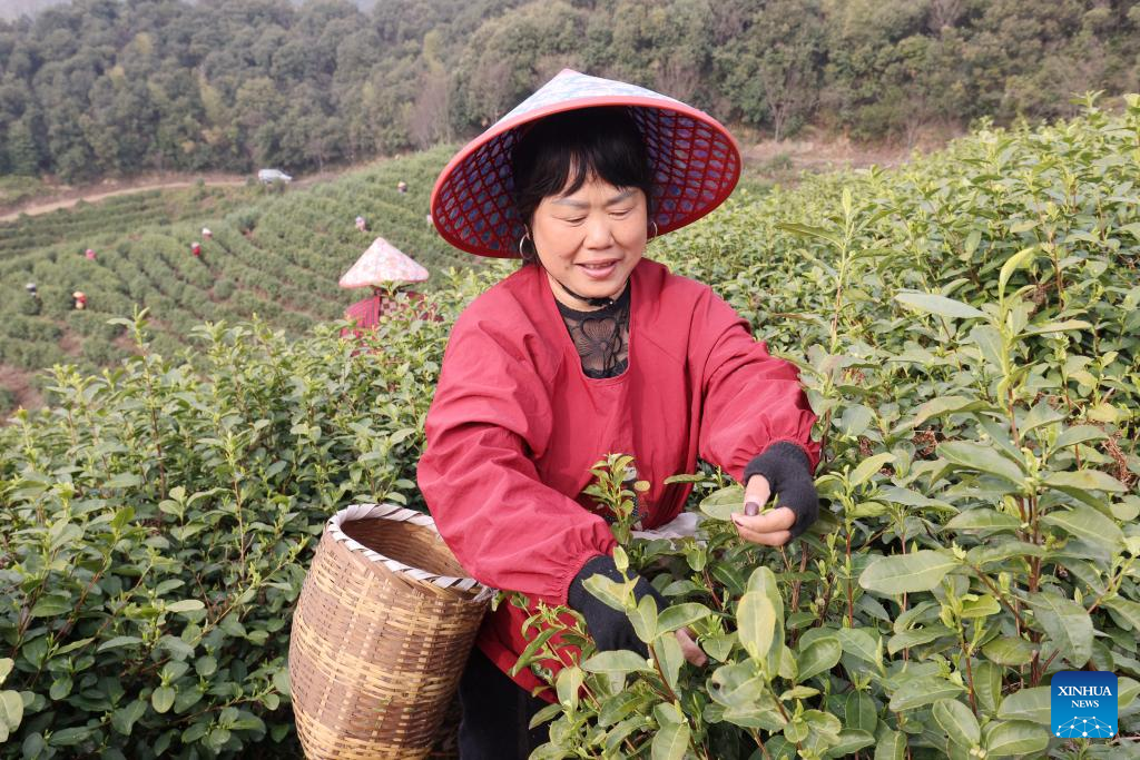 Farmers busy picking tea leaves in China