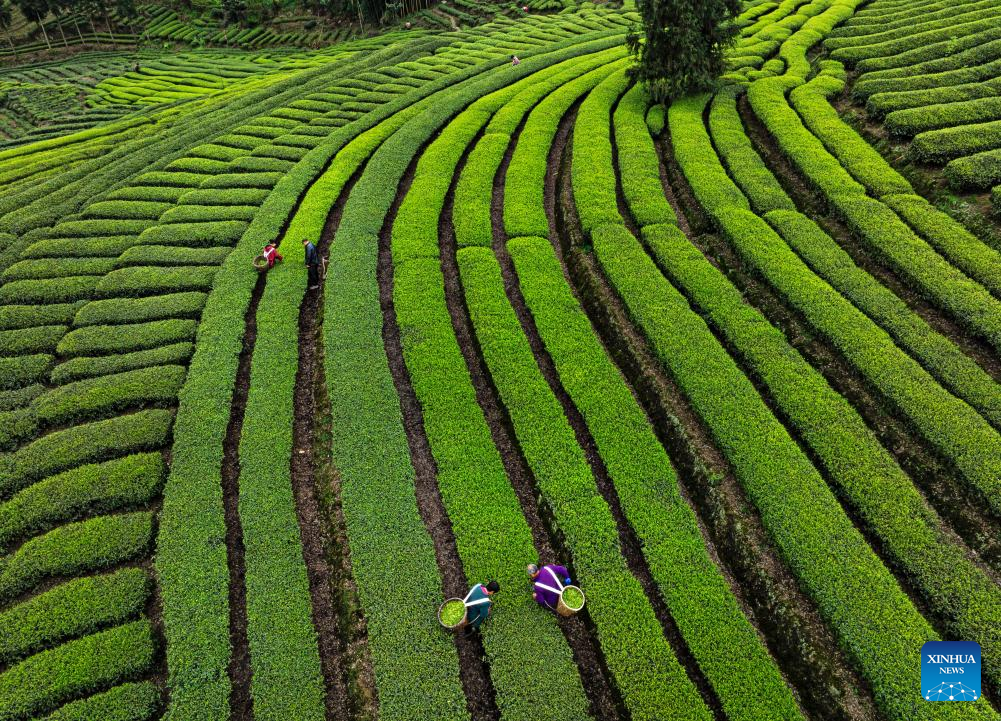 Farmers busy picking tea leaves in China