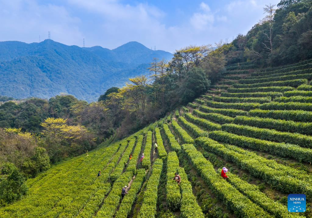 Farmers busy picking tea leaves in China