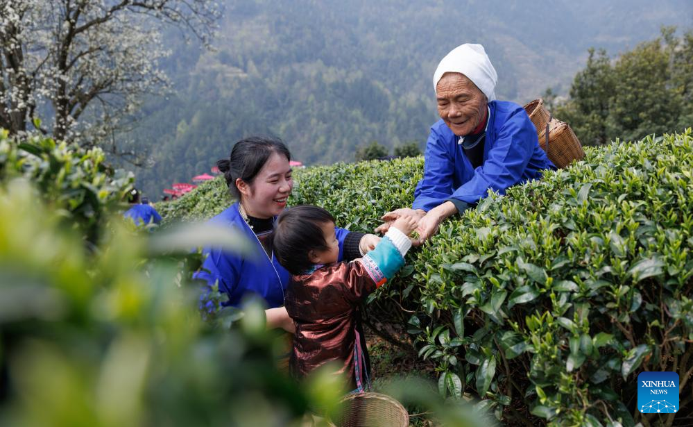 Farmers busy picking tea leaves in China