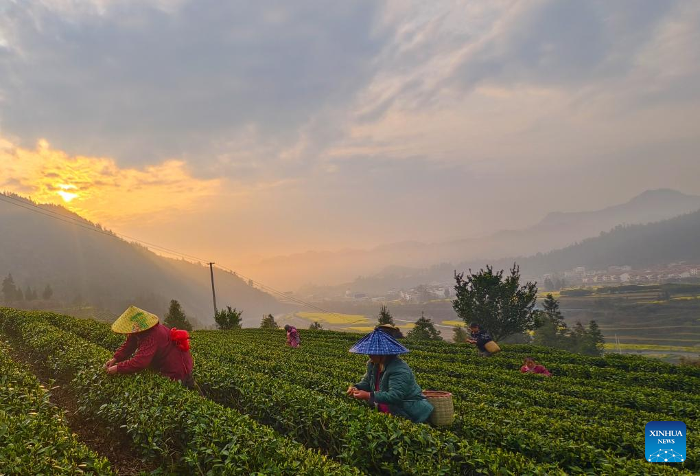 Farmers busy picking tea leaves in China